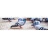 Pigeons