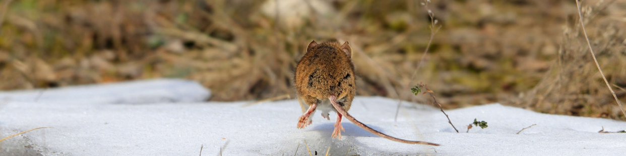 Répulsif animaux