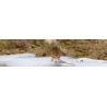 Répulsif animaux