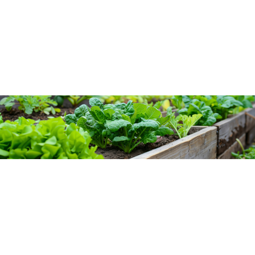 Carré Potager