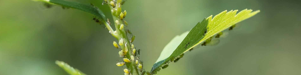 Insecticides pour le jardin