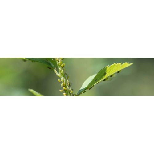 Insecticides pour le jardin
