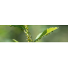 Insecticides pour le jardin