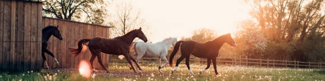 Chevaux