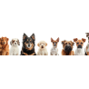 Chien