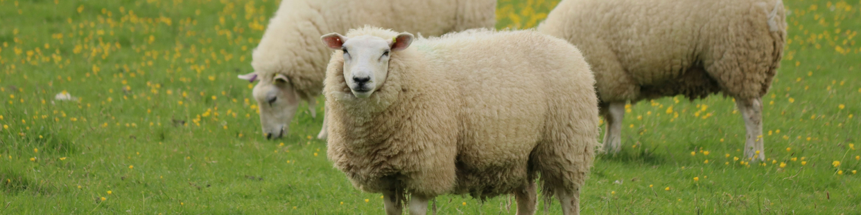 Mouton - Chèvre
