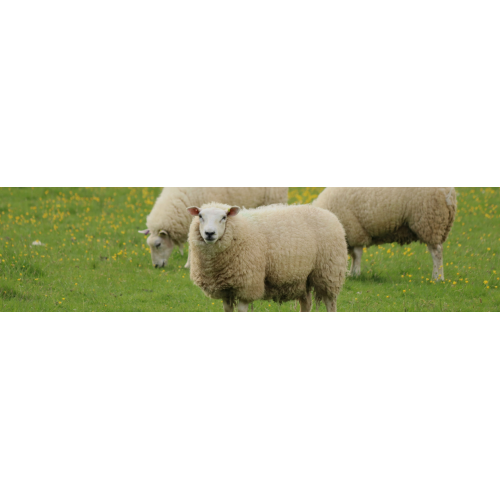 Mouton - Chèvre