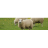 Mouton - Chèvre