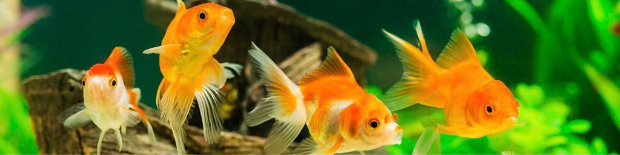 Poisson