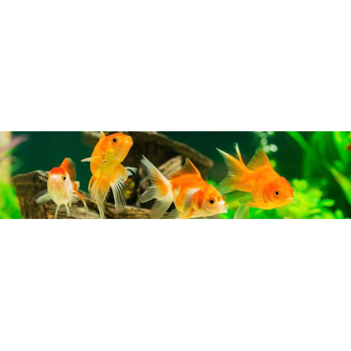 Poisson