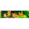 Poisson