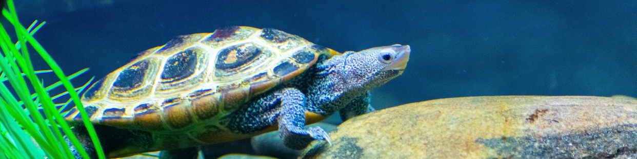 Tortue