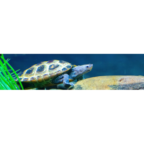 Tortue