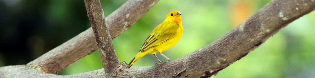 Oiseau