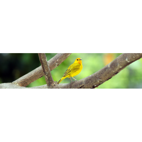 Oiseau