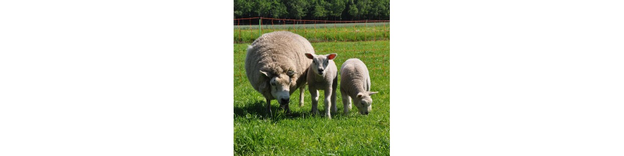 Moutons
