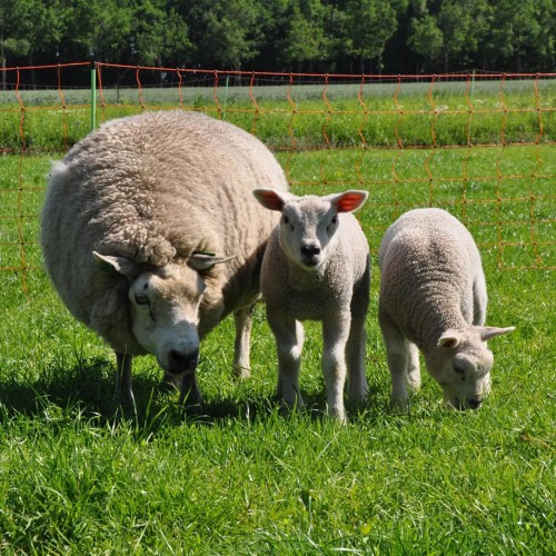 Moutons