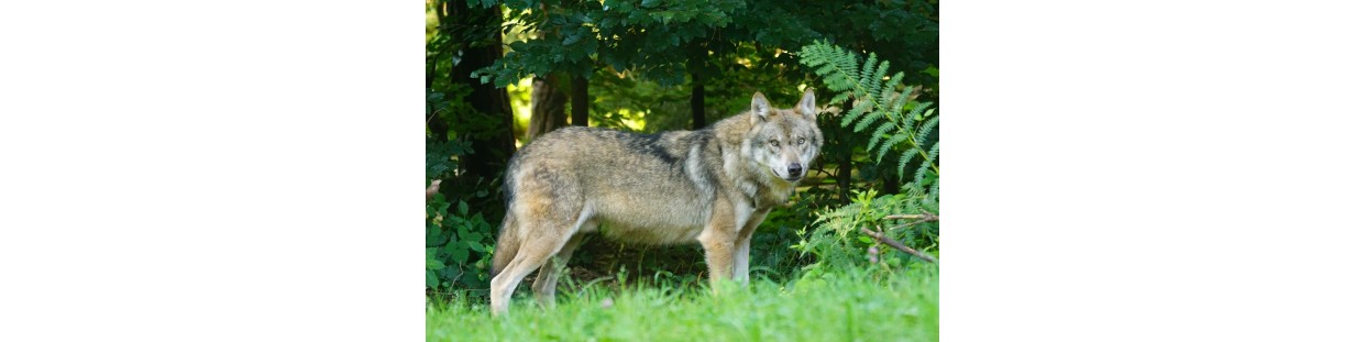 Loups
