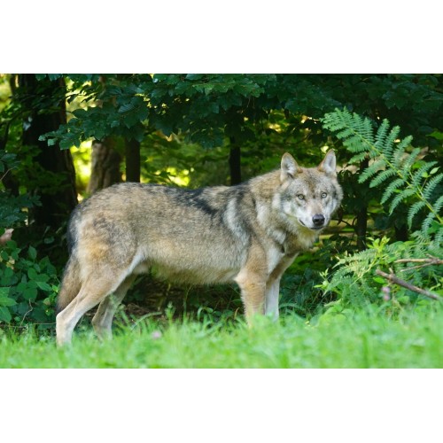Loups