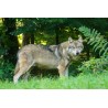 Loups