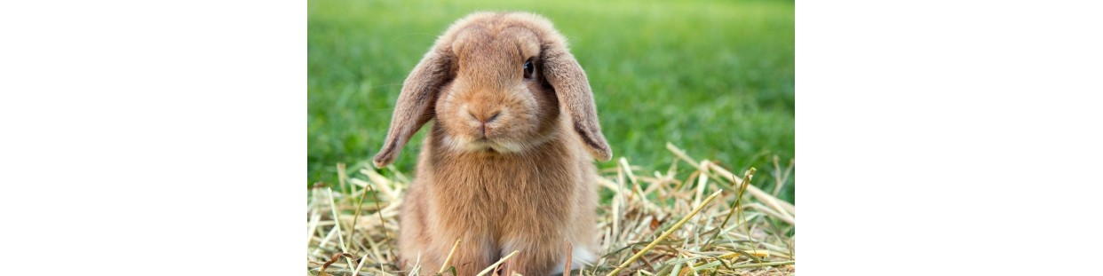 Lapins