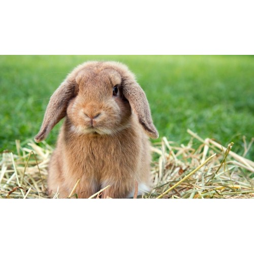 Lapins