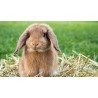 Lapins