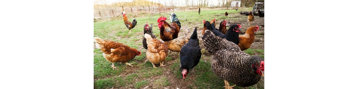 Poulets