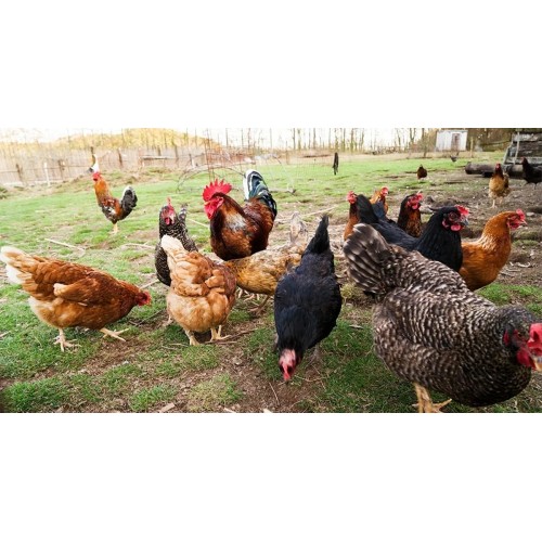 Poulets