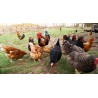 Poulets