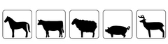 mouton
