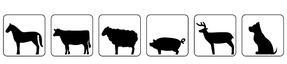 mouton