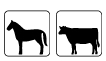 mouton