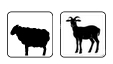 mouton