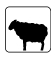 mouton