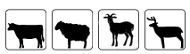 mouton