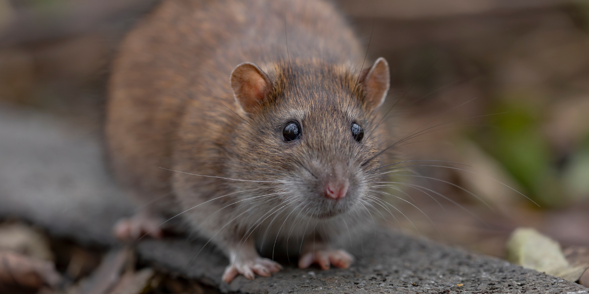 Comment lutter efficacement contre les souris et les rats ?